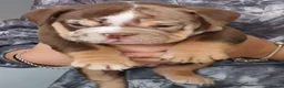 English Bulldog dogs for sale: KC registered Bulldogs for Sale in Knottingley - Advert 3