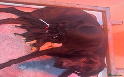 Labrador Retriever dogs for sale: KC Reg Health Tested Working Labradors - Image 12