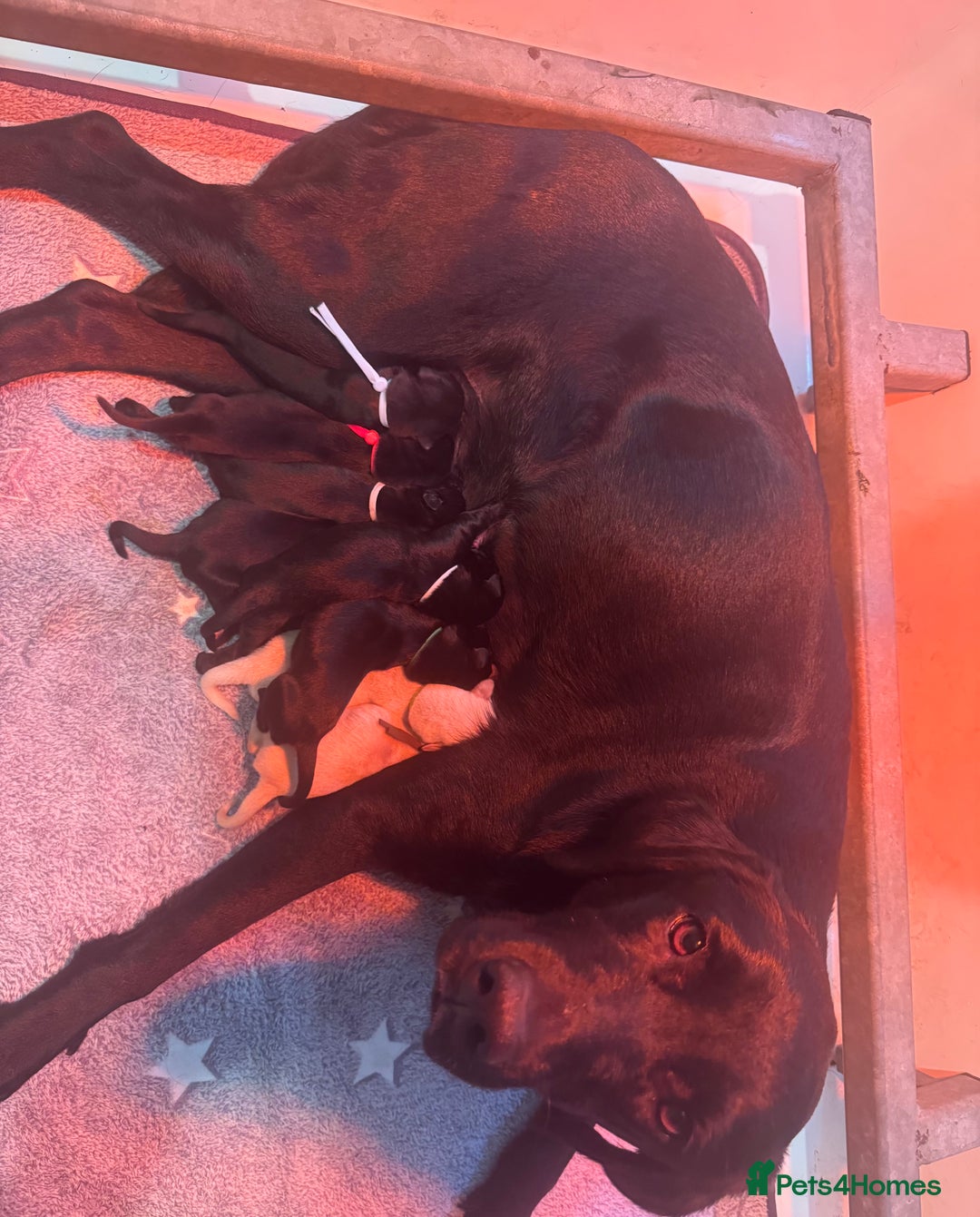 Labrador Retriever dogs for sale: KC Reg Health Tested Working Labradors - Image 12