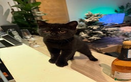 British Shorthair cats for sale: Meet Twilight 🖤 - Image 3