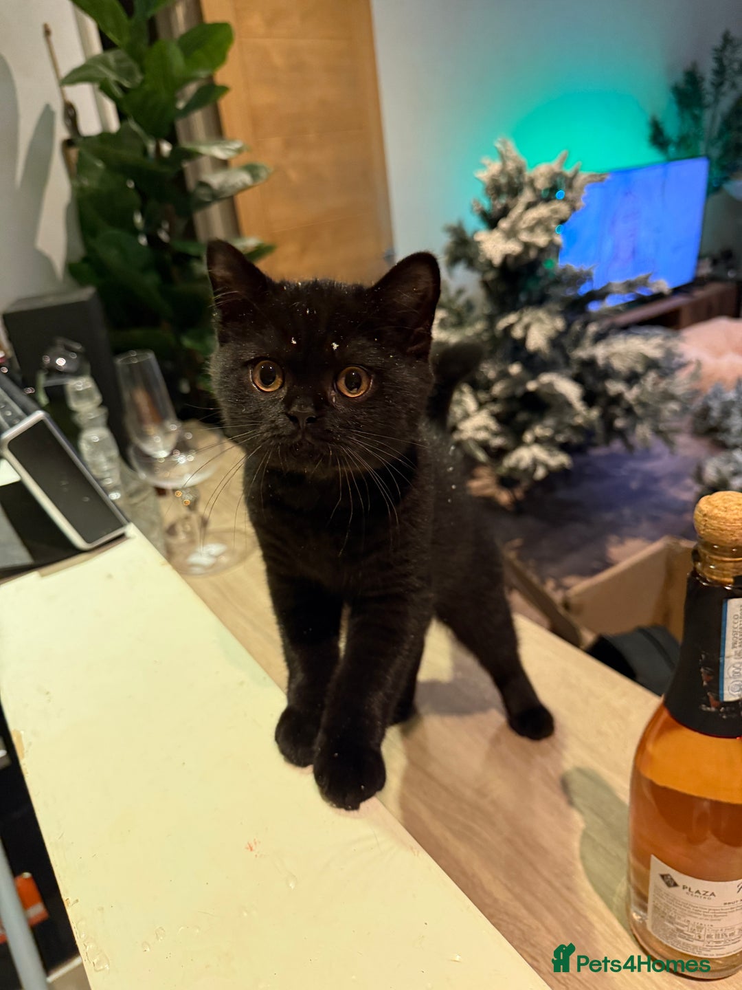 British Shorthair cats for sale: Meet Twilight 🖤 - Image 3