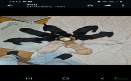 Labrador Retriever dogs for stud: Proven KC Labrador Stud in Stoke-on-Trent - Image 10