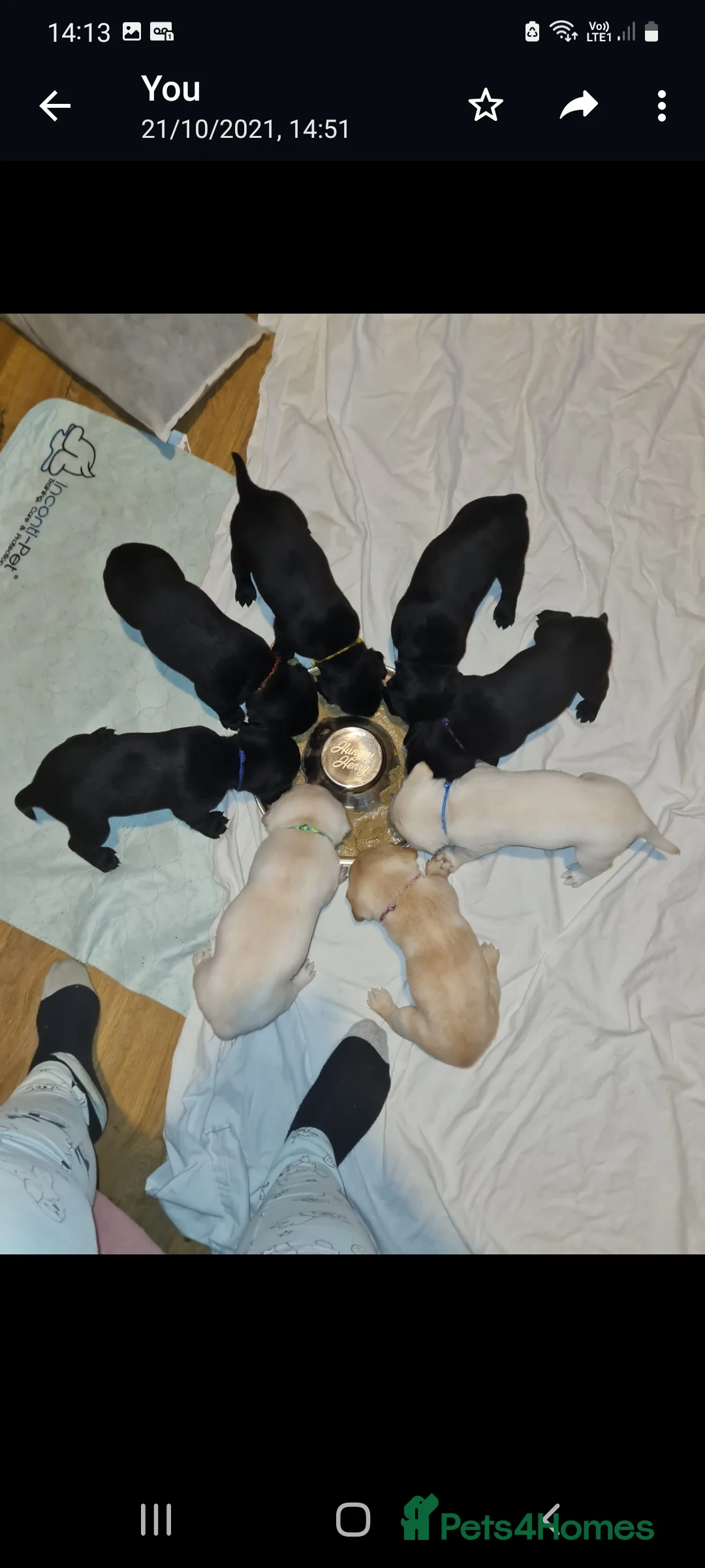 Labrador Retriever dogs for stud: Proven KC Labrador Stud in Stoke-on-Trent - Advert 10