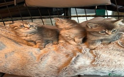 Mixed Breed cats for sale: Maine coon x Scottish fold kittens - Image 22