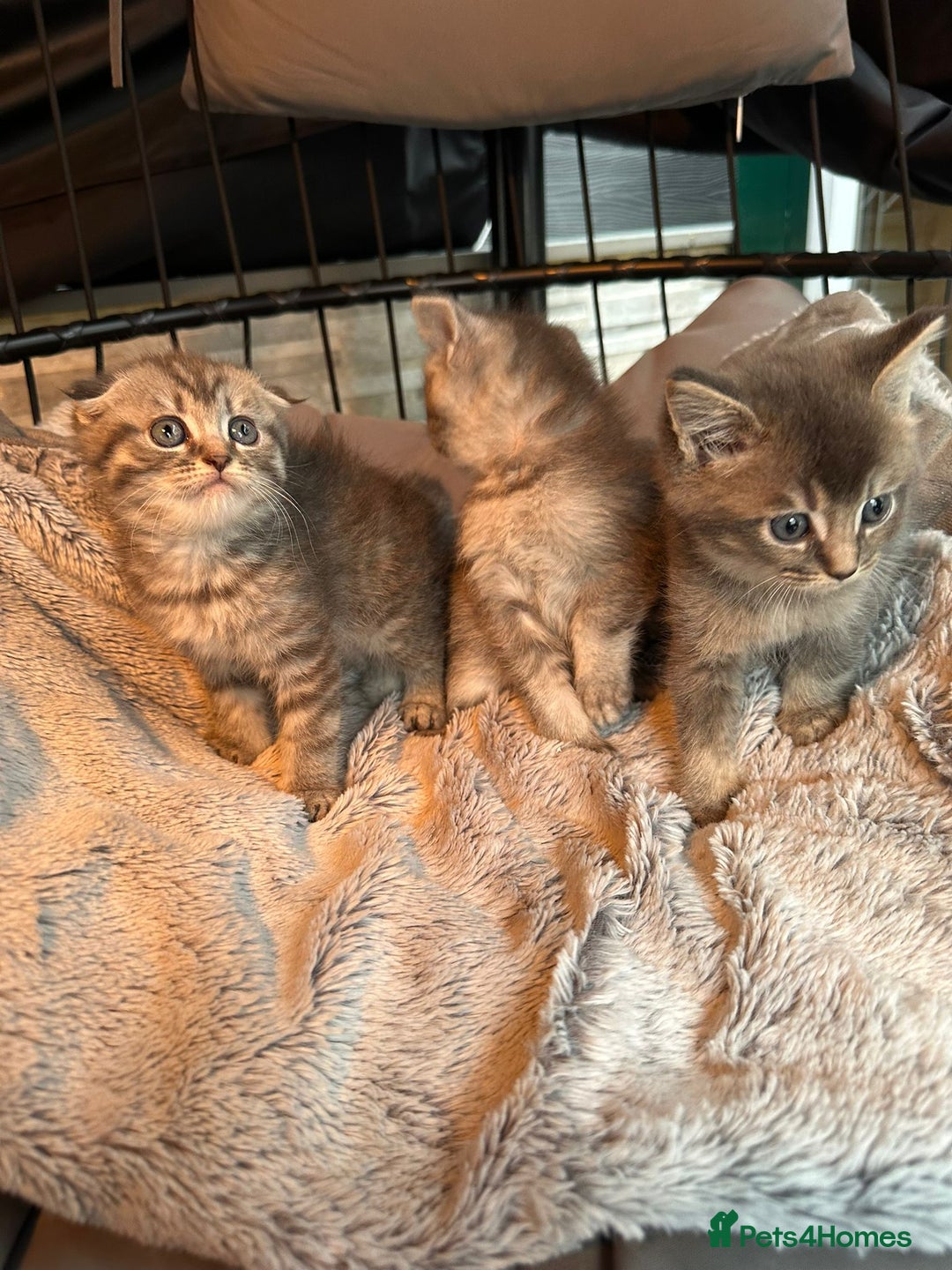 Mixed Breed cats for sale: Maine coon x Scottish fold kittens - Image 22
