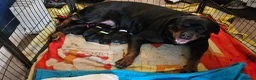 Rottweiler dogs for sale: Pure Pedigree Rottweiler Puppies - Advert 24