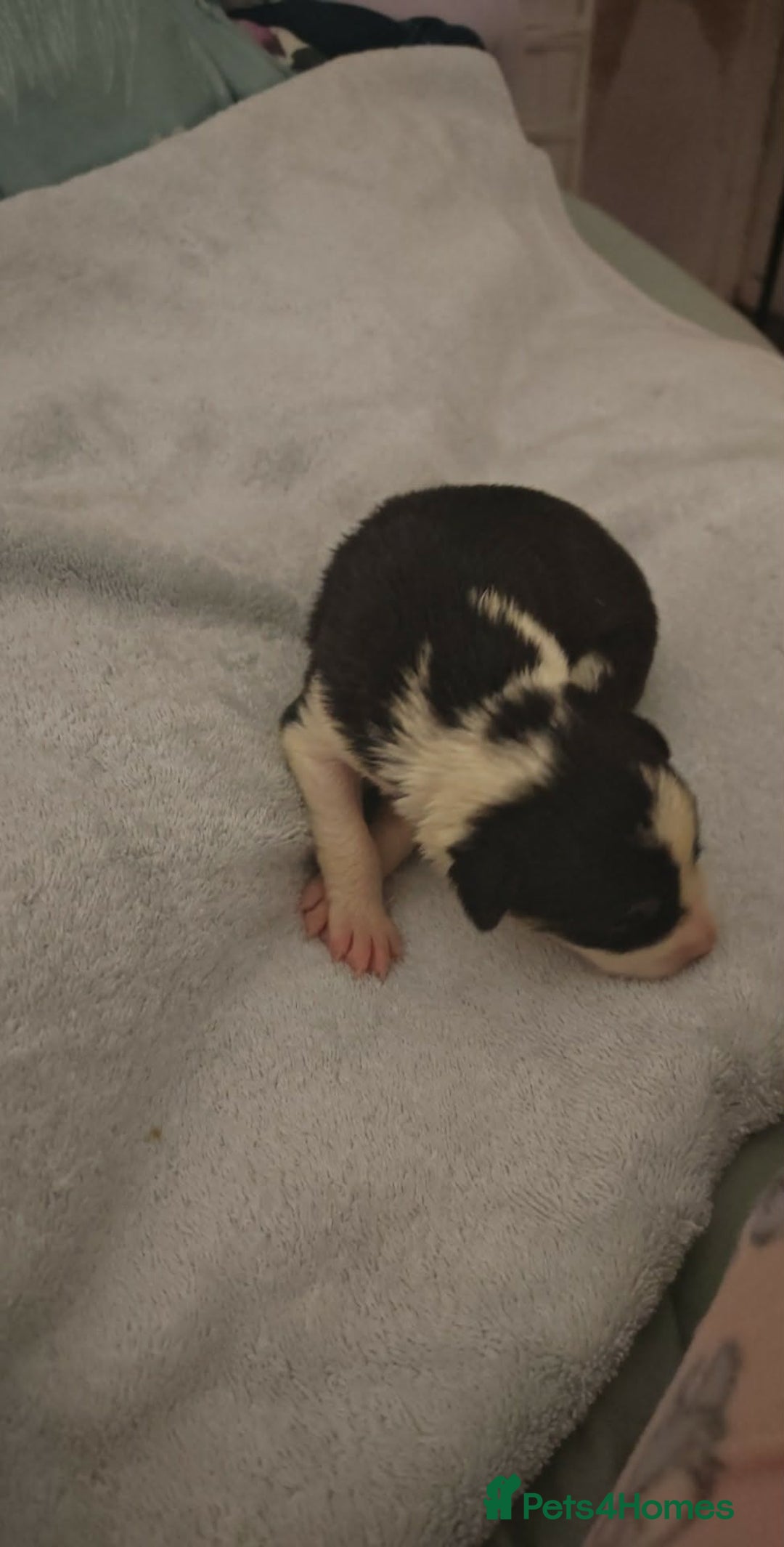 Border Collie dogs for sale: Border Collie Puppies  - Advert 7