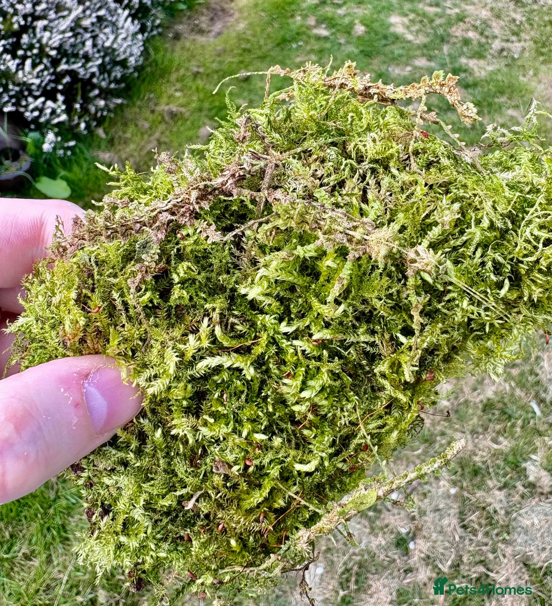 Stick Insects invertebrates for sale: Taraxippus samarae "Siquirres" Stick Insect Nymphs - Advert 9