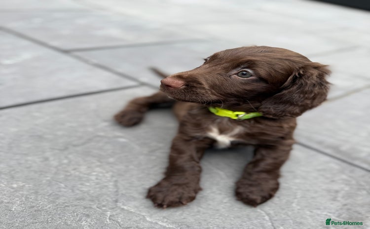 Cocker Spaniel dogs - Advert 4