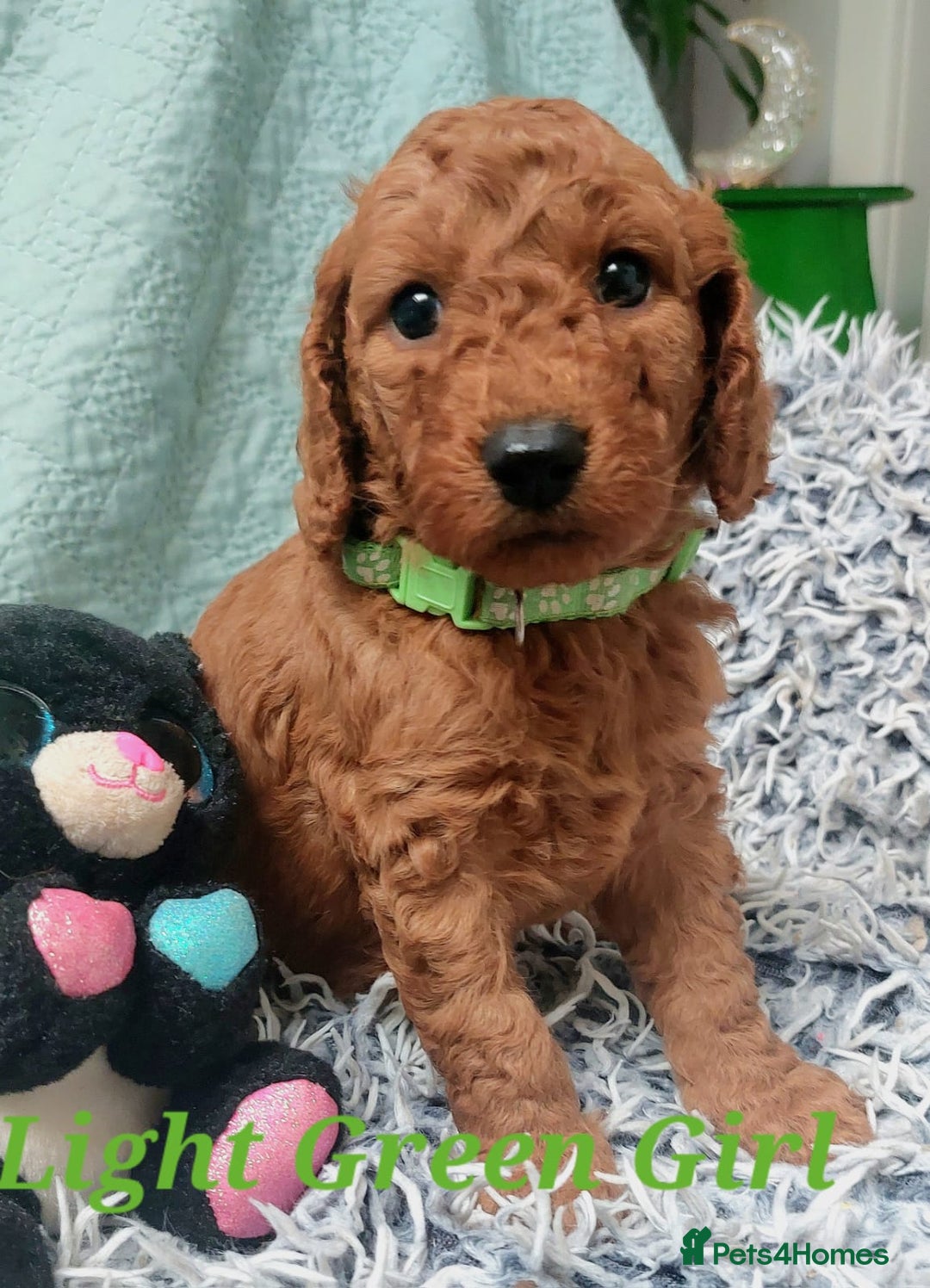 Cockapoo dogs for sale: Happy healthy cockapoo pups F1B DNA tested parents - Advert 2