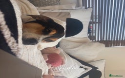 Jack Russell dogs for sale: 2x Jack Russells - Image 4