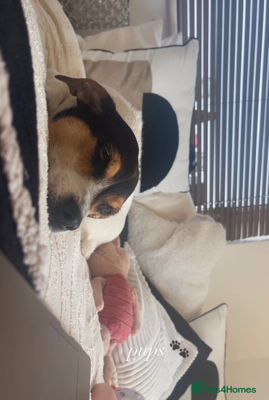 Jack Russell dogs for sale: 2x Jack Russells - Image 4