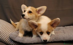 Welsh Corgi Pembroke dogs for sale: Stunning 33 Generation KC Pembroke Corgi Pups - Image 11