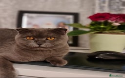 Scottish Fold cats for sale: Scottish fold adorable kitties 🐾  - Image 10