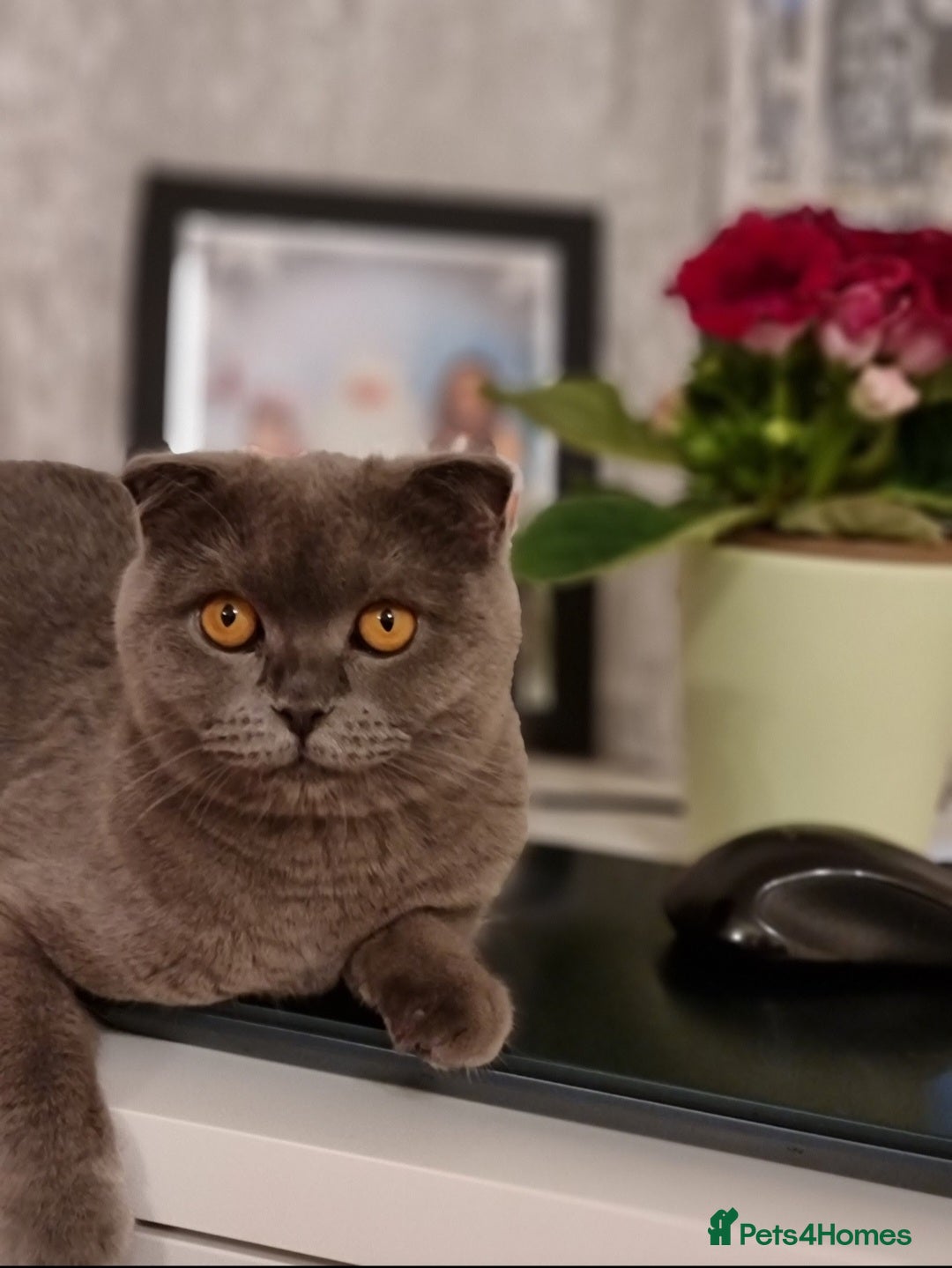 Scottish Fold cats for sale: Scottish fold adorable kitties 🐾  - Image 10