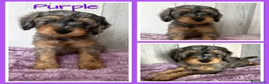 Purple Collar