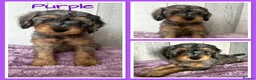 Mixed Breed dogs for sale:  🐾 READY NOW - Cavapoochon Puppies 🐾 - Advert 32