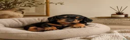 Miniature Dachshund dogs for sale: Licensed. Min smooth, kc/pra clear ready 25/5  - Advert 33
