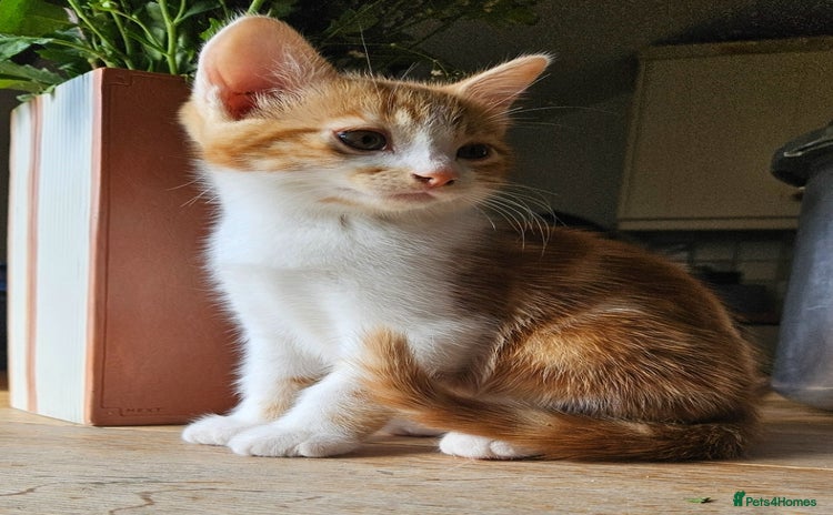 Mixed Breed cats - Advert 2