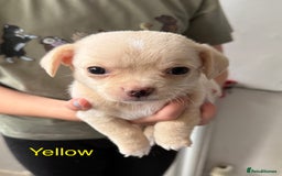 Pomchi dogs for sale: Beautiful Pomchi puppies  - Image 9