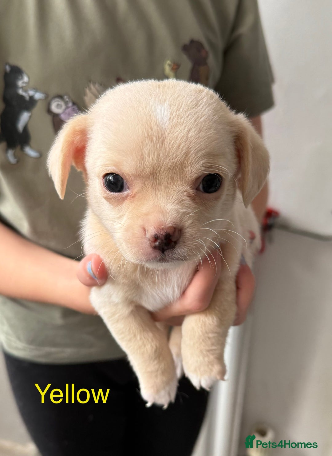 Pomchi dogs for sale: Beautiful Pomchi puppies  - Image 9