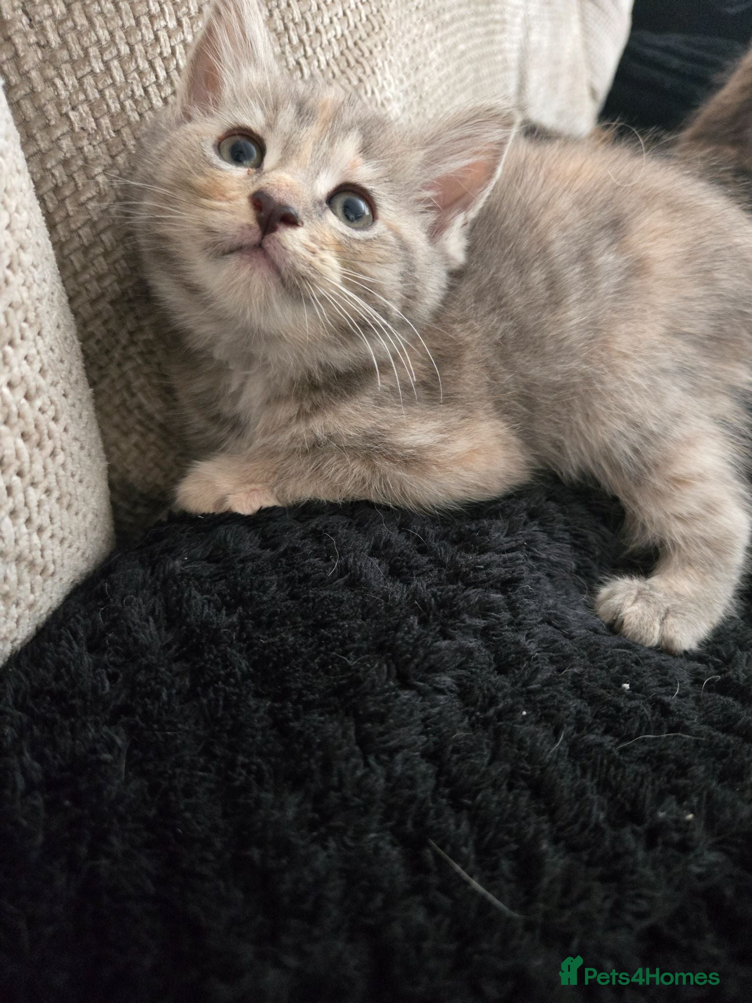 Mixed Breed cats *READY NOW* Beautiful kittens  - Advert 2