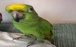 Parrots birds for sale: Yellow fronted Amazon  - Image 3