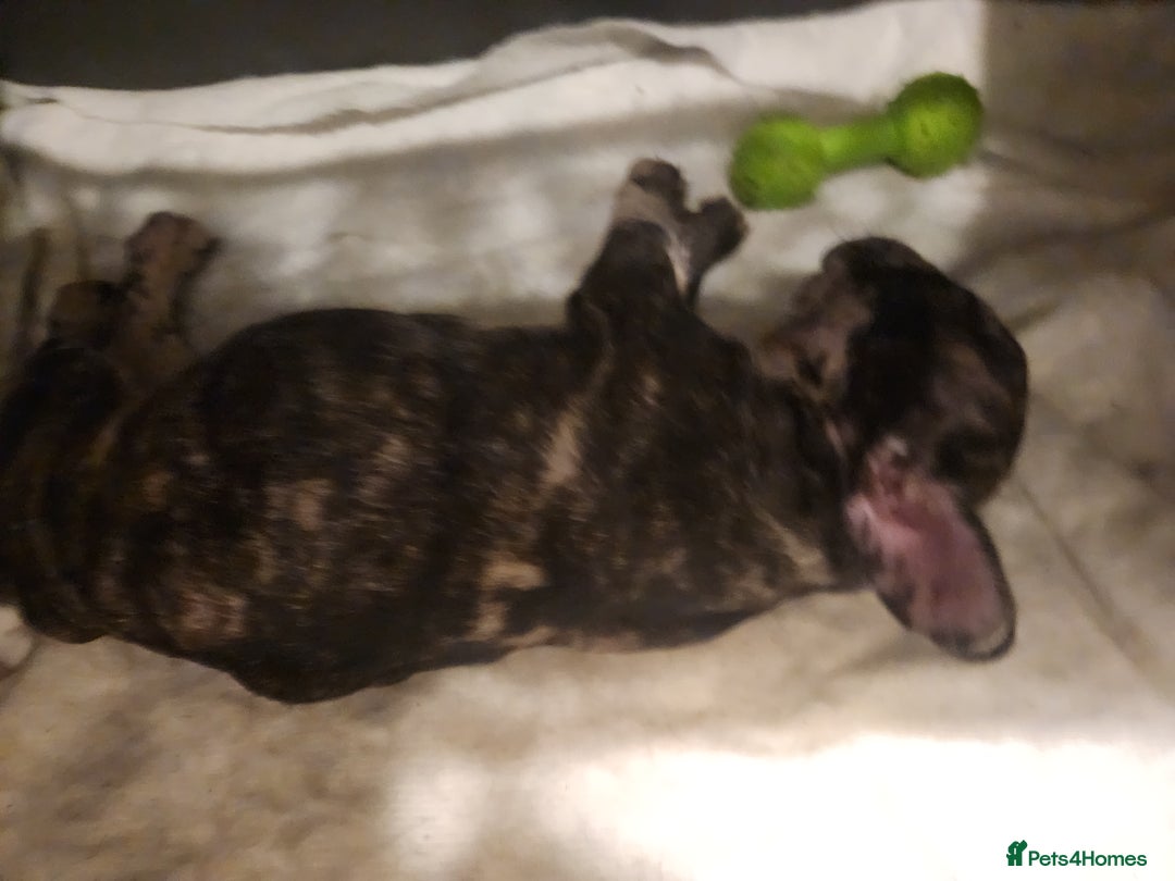 French Bulldog dogs for sale: Beautiful Puppy's For Sale  - Advert 16