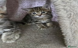 Mixed Breed cats for sale: Kittens - Image 3