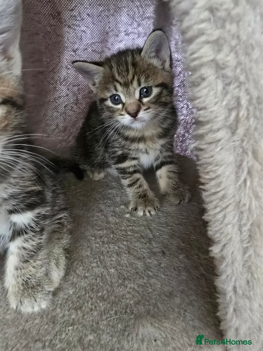Mixed Breed cats for sale: Kittens - Image 3