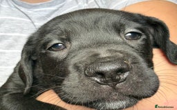 Cane Corso dogs for sale: 2 blue & 2 black cane corso girls! Can leave now🐾 - Image 16