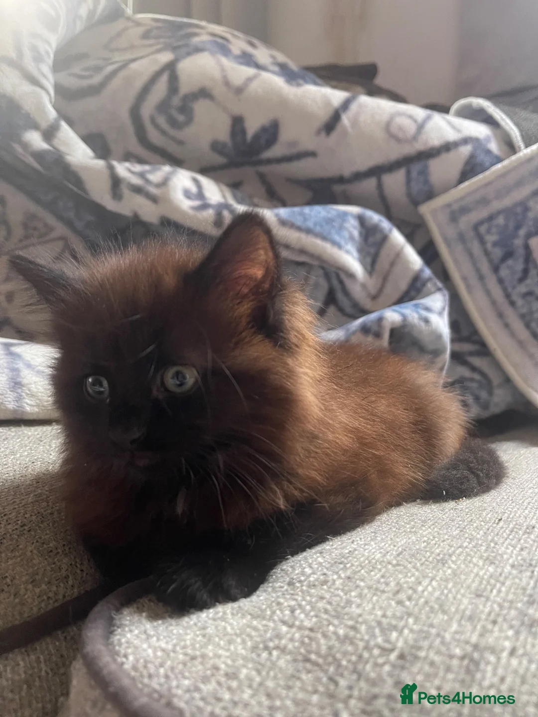Mixed Breed cats for sale: Half Ragdoll  - Advert 2