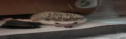 Pygmy Hedgehog rodents for sale: Hettie the Hedgehog - Advert 5