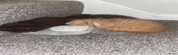 British Longhair cats for sale: Ginger kitten  - Advert 6