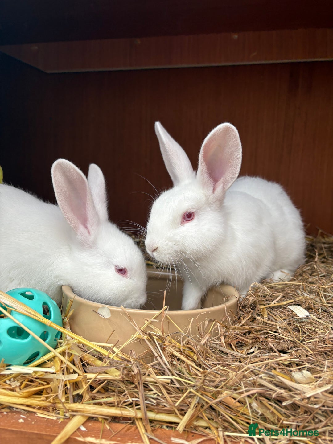 New Zealand rabbits for sale: Pair of New Zealand white females  - Advert 2