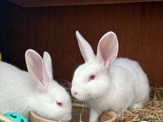 New Zealand rabbits Pair of New Zealand white females - Advert 1