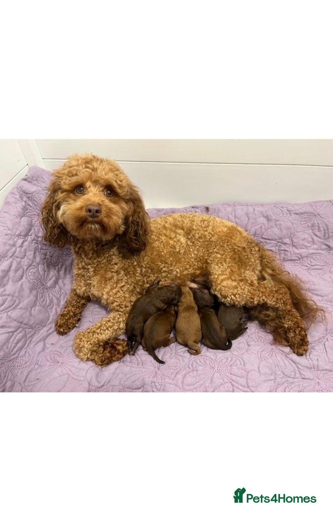 Cavapoochon dogs for sale: BEAUTIFUL CAVAPOOCHON PUPPYS HEALTH TESTED - Advert 4