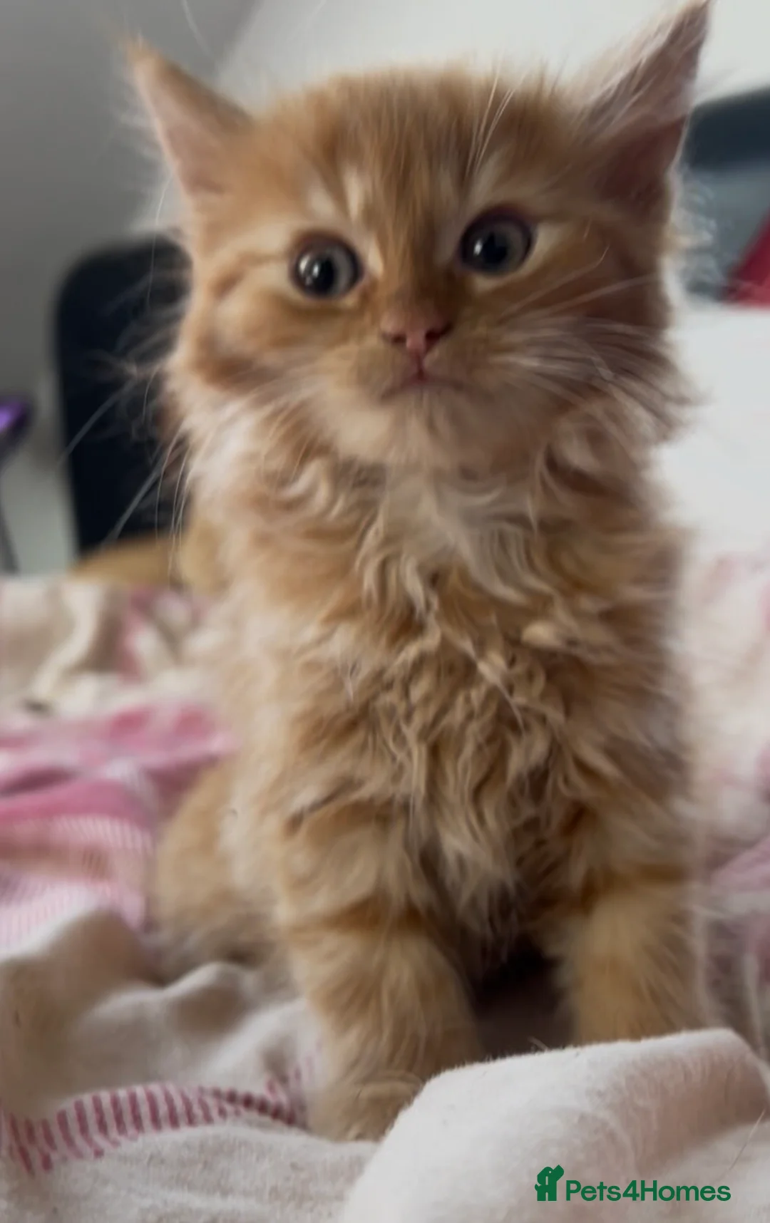 Mixed Breed cats for sale: Fluffy cute kittens used to dogs. - Advert 2