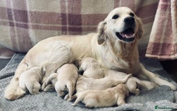 Golden Retriever dogs for sale: Fully health tested clear golden retriever puppies - Image 16