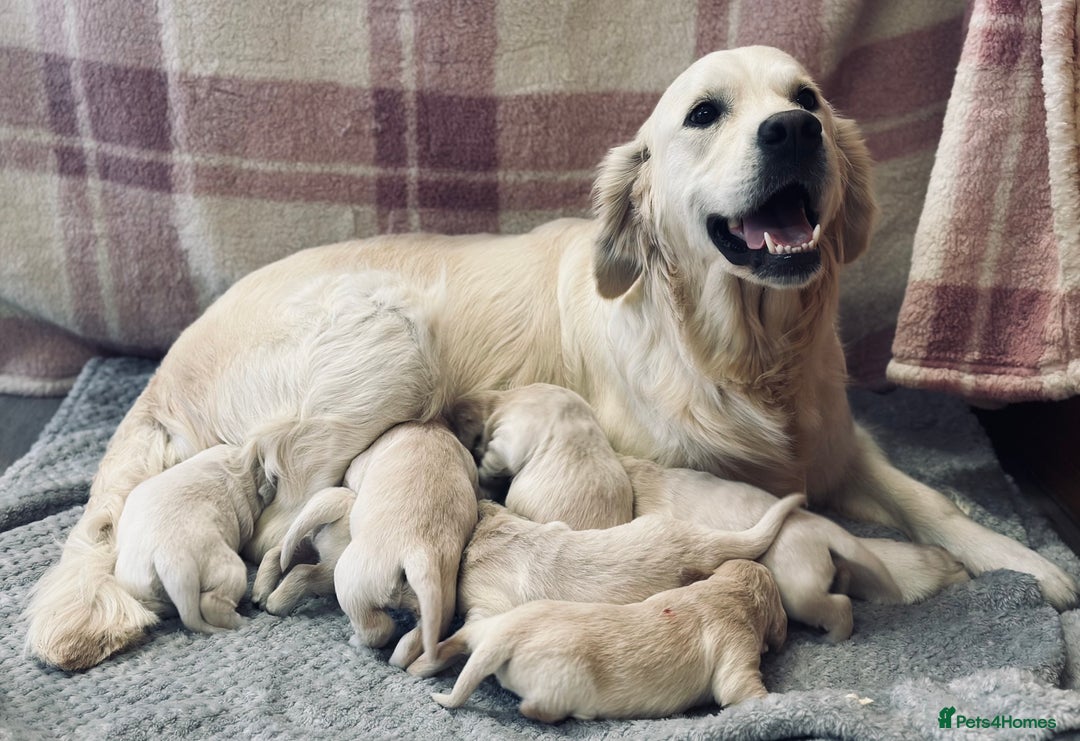 Golden Retriever dogs for sale: Fully health tested clear golden retriever puppies - Image 16
