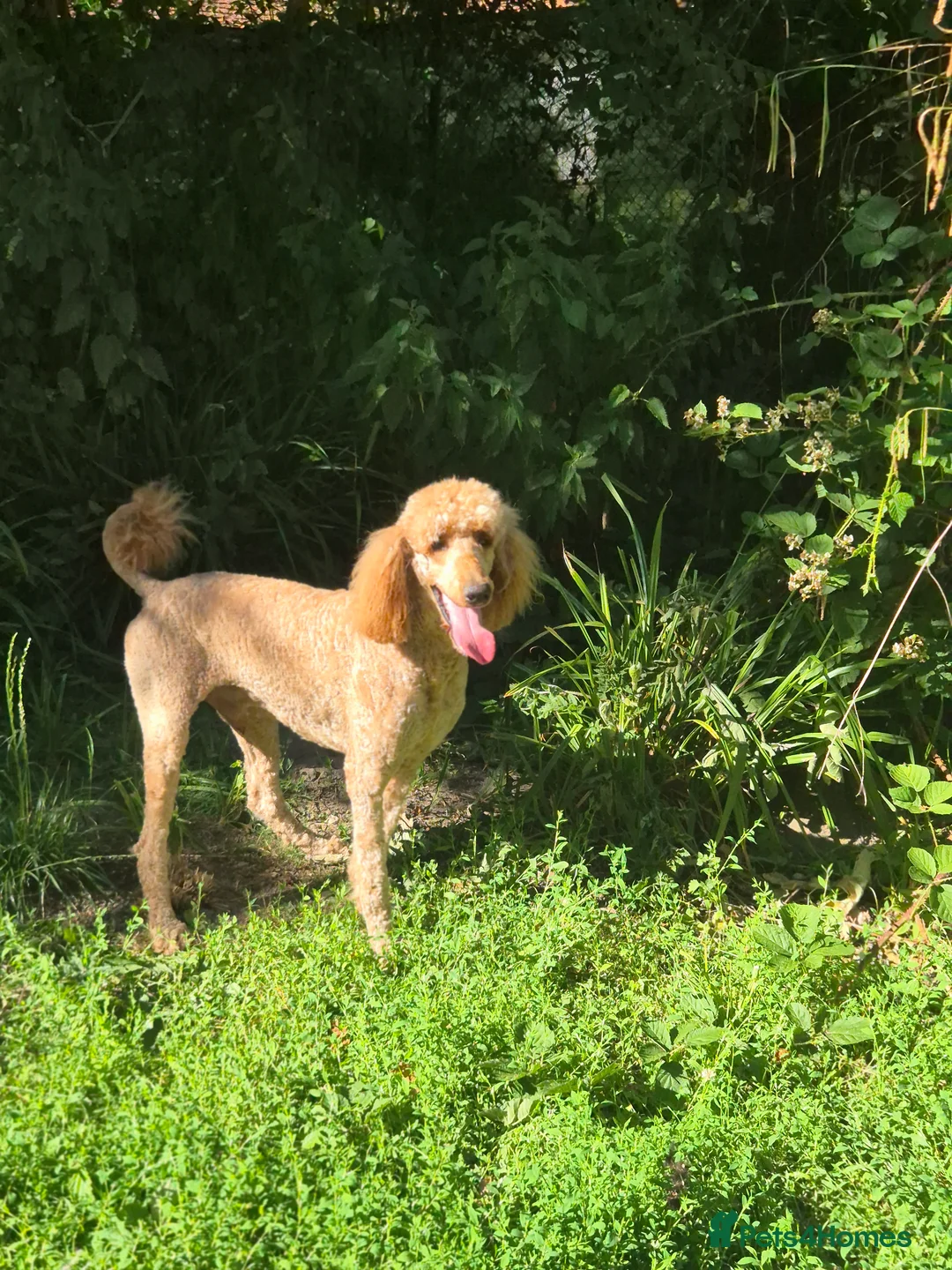 Standard Poodle dogs for stud: Standard poodle for Stud - Advert 2