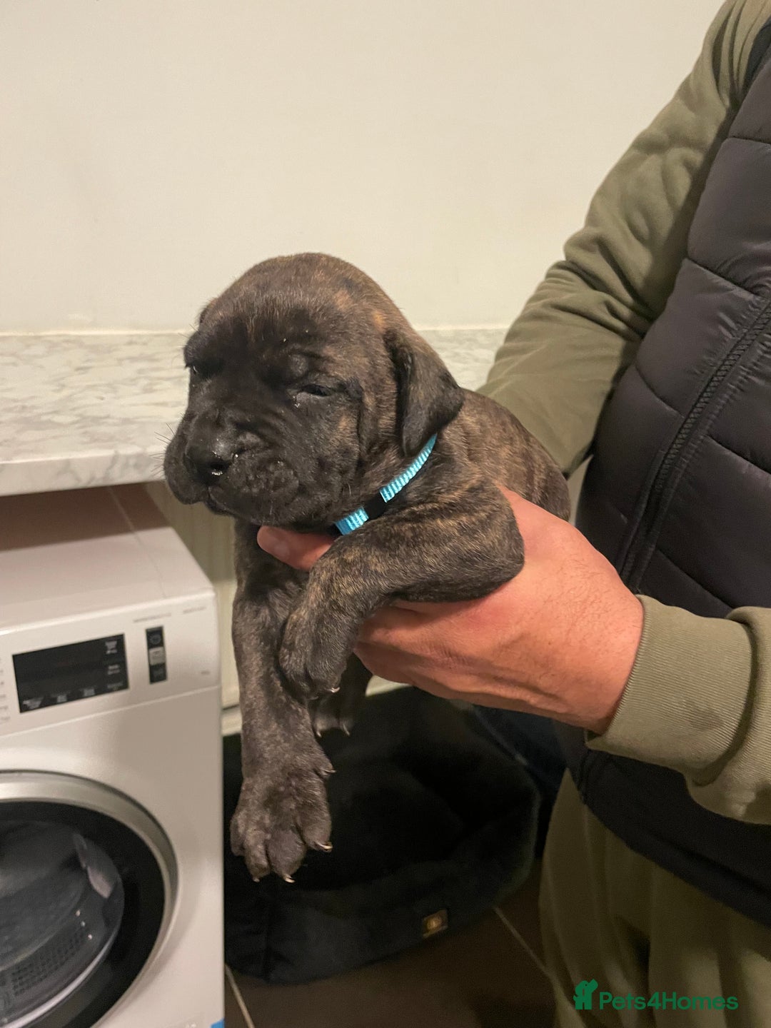 Presa Canario dogs for sale: Presa Canario Puppies Spanish x Serbian Imports - Advert 4