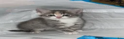 Mixed Breed cats for sale: Half Siberians  - Advert 33