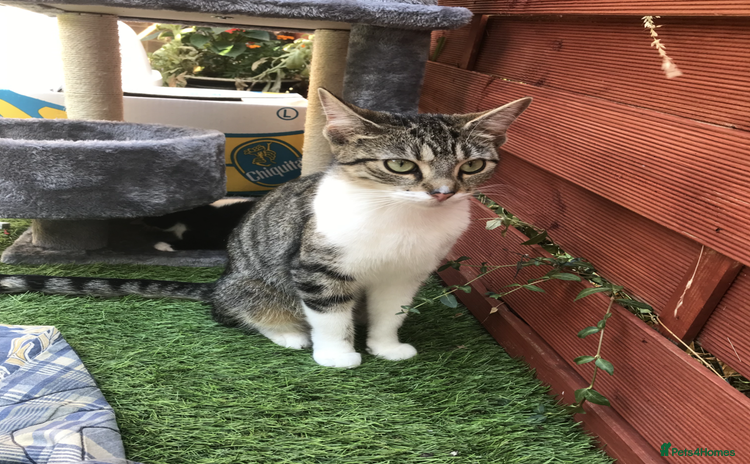 Ragdoll cats Tabby & Half-Ragdoll cat Ready for Rehoming - Advert 2