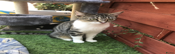 Ragdoll cats for sale: Tabby & Half-Ragdoll cat Ready for Rehoming - Advert 1