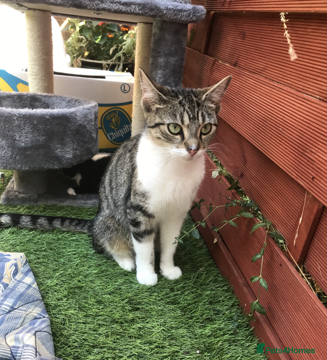 Ragdoll cats for sale: Tabby & Half-Ragdoll cat Ready for Rehoming - Advert 1