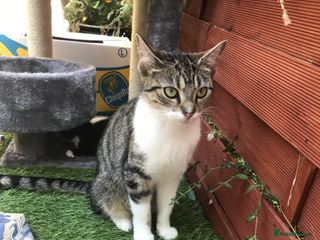 Ragdoll cats Tabby & Half-Ragdoll cat Ready for Rehoming - Advert 1