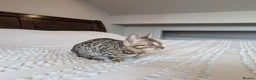 Bengal cats for sale: 🤎🖤 Gorgeous Bengal Girl 🖤🤎 - Advert 14