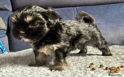 Lhasa Apso dogs for sale: Lhasa Apso Puppies – Tiny Tails, Big Hearts! - Image 22