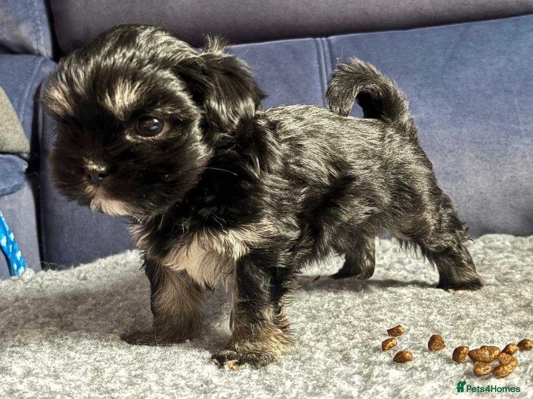 Lhasa Apso dogs for sale: Lhasa Apso Puppies – Tiny Tails, Big Hearts! - Image 22